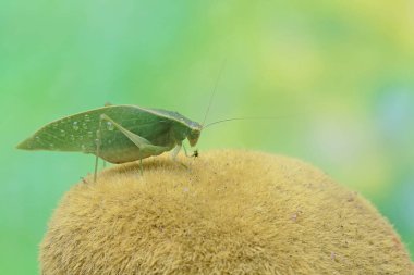 Uzun bacaklı bir çekirge yosun kaplı toprakta yiyecek arıyor. Bu böceğin bilimsel adı Mecopoda nipponensis..