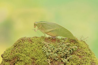 Uzun bacaklı bir çekirge yosun kaplı toprakta yiyecek arıyor. Bu böceğin bilimsel adı Mecopoda nipponensis..