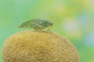 A long-legged grasshopper is foraging on moss-covered soil. This insect has the scientific name Mecopoda nipponensis. clipart