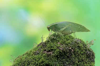 Uzun bacaklı bir çekirge yosun kaplı toprakta yiyecek arıyor. Bu böceğin bilimsel adı Mecopoda nipponensis..