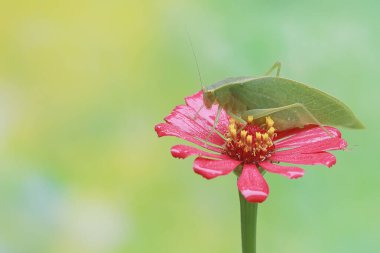 Uzun bacaklı bir çekirge yabani bir çiçeğin üzerinde yiyecek arıyor. Bu böceğin bilimsel adı Mecopoda nipponensis..