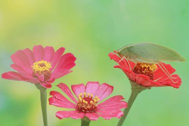 Uzun bacaklı bir çekirge yabani bir çiçeğin üzerinde yiyecek arıyor. Bu böceğin bilimsel adı Mecopoda nipponensis..