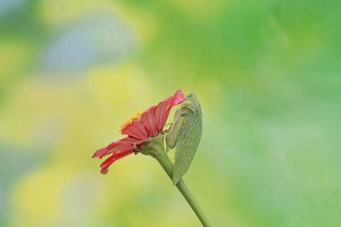 A long-legged grasshopper is foraging on a wild flower. This insect has the scientific name Mecopoda nipponensis. clipart