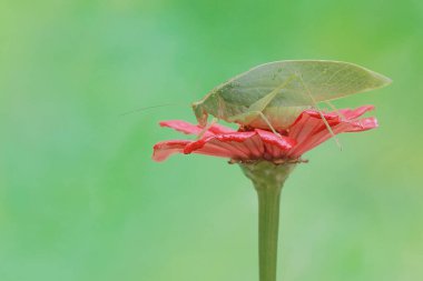 Uzun bacaklı bir çekirge yabani bir çiçeğin üzerinde yiyecek arıyor. Bu böceğin bilimsel adı Mecopoda nipponensis..