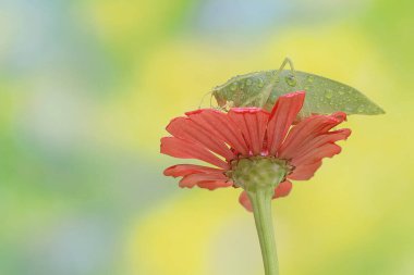 A long-legged grasshopper is foraging on a wild flower. This insect has the scientific name Mecopoda nipponensis. clipart