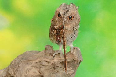 A Javan scops owl preys on a big centipede. This nocturnal bird has the scientific name Otus lempiji. clipart