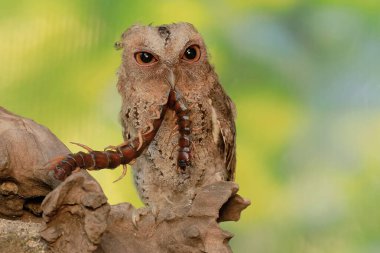 Bir Javan baykuşu büyük bir kırkayağı avlar. Bu gece kuşunun bilimsel adı Otus lempiji..