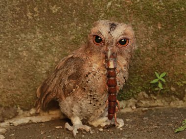 A Javan scops owl preys on a big centipede. This nocturnal bird has the scientific name Otus lempiji. clipart