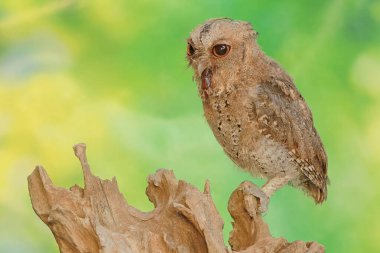 Bir Javan baykuşu büyük bir kırkayağı avlar. Bu gece kuşunun bilimsel adı Otus lempiji..