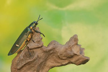 A jewel beetle is foraging on a rotten tree trunk. This insect with a dominant metallic green color has the scientific name Chrysochroa sp. clipart