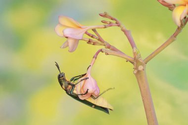 A jewel beetle is eating blooming frangipani flowers. This insect with a dominant metallic green color has the scientific name Chrysochroa sp. clipart