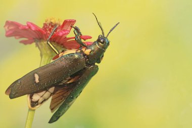 Mücevher böceği kır çiçeklerini yer. Baskın metalik yeşil renkli bu böceğin bilimsel adı Chrysochroa sp.