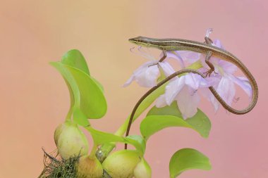 Sıradan bir güneş lekesi, çiçekleri çiçek açmış sıradan bir su sümbülü ağacında av arıyor. Bu su bitkisinin bilimsel adı Eichhornia crassipes..
