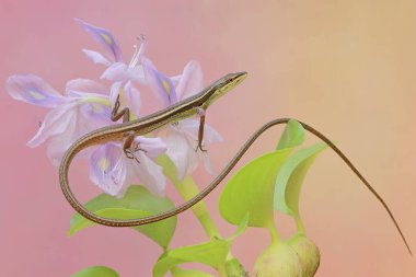 Sıradan bir güneş lekesi, çiçekleri çiçek açmış sıradan bir su sümbülü ağacında av arıyor. Bu su bitkisinin bilimsel adı Eichhornia crassipes..
