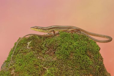 Sıradan bir güneş lekesi yosunlu bir kayanın üzerinde avlanıyor. Bu su bitkisinin bilimsel adı Eichhornia crassipes..