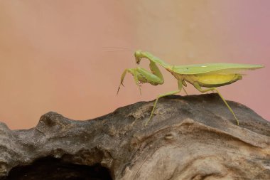 Yeşil bir peygamber devesi kuru bir ağaç gövdesinde av arıyor. Bu böceğin bilimsel adı hiyerodula sp.