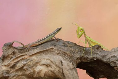 Sıradan bir güneş lekesi (Mabouya multifasciata) bölge için yeşil peygamberdevesi (hiyerodula sp) ile savaşmaya hazırdır..