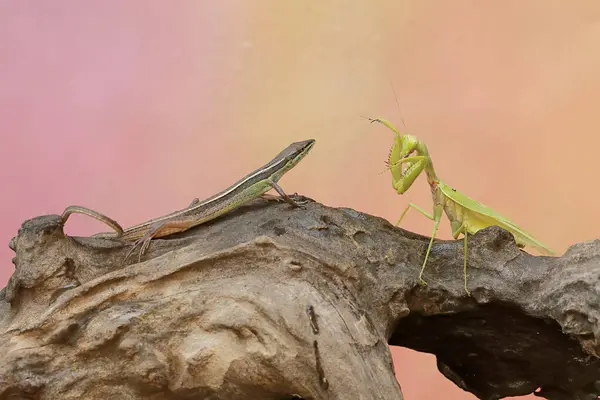 Sıradan bir güneş lekesi (Mabouya multifasciata) bölge için yeşil peygamberdevesi (hiyerodula sp) ile savaşmaya hazırdır..