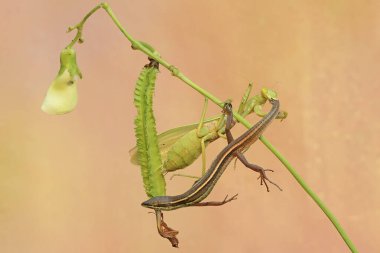 Yeşil bir peygamber devesi (hiyerodula sp) uzun kuyruklu bir kertenkeleyi (Takydromus sexlineatus) avlar.).