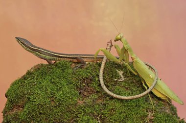 Yeşil bir peygamber devesi (hiyerodula sp) uzun kuyruklu bir kertenkeleyi (Takydromus sexlineatus) avlar.).
