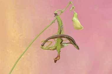 A green praying mantis (Hierodula sp) is preying on a long-tailed grass lizard (Takydromus sexlineatus). clipart