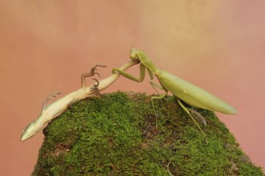 A green praying mantis (Hierodula sp) is preying on a long-tailed grass lizard (Takydromus sexlineatus). clipart