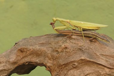 A green praying mantis (Hierodula sp) is preying on a long-tailed grass lizard (Takydromus sexlineatus). clipart