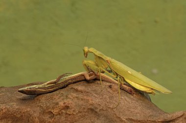 A green praying mantis (Hierodula sp) is preying on a long-tailed grass lizard (Takydromus sexlineatus). clipart