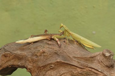 A green praying mantis (Hierodula sp) is preying on a long-tailed grass lizard (Takydromus sexlineatus). clipart