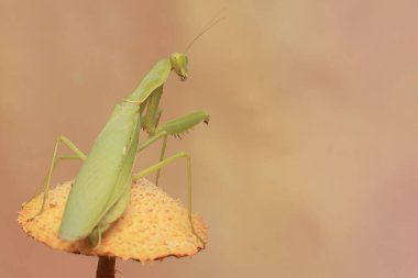 Yeşil bir peygamber devesi vahşi mantar avını arıyor. Bu böceğin bilimsel adı hiyerodula sp.