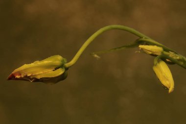 Çiçek açmış bir zambağın güzelliği. Bu çiçeğin bilimsel adı Gloriosa superba. 