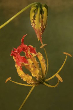 Çiçek açmış bir zambağın güzelliği. Bu çiçeğin bilimsel adı Gloriosa superba. 