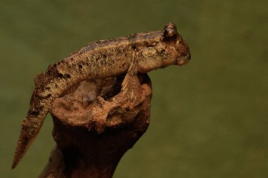 Kıyı şeridinde deniz yosunlarıyla kaplanmış bir kayanın üzerinde dinlenen çamurlu bir balık. Çoğunlukla çamurda yapılan bu balığın bilimsel adı Periophthalmus Argentilineatus..