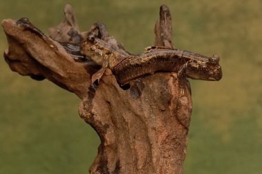 Çamurdan yapılmış iki balık, deniz kıyısındaki çürük bir kütüğün üzerinde dinleniyor. Çoğunlukla çamurda yapılan bu balığın bilimsel adı Periophthalmus Argentilineatus..