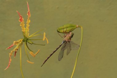 Alev zambağı üzerinde dinlenen bir yusufçuk (Gloriosa superba). Bu böcek Libellulidae ailesine ait..