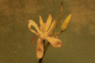 Manolya çiçeklerinin güzelliği sabahları çiçek açar. Ferahlatıcı bir kokusu olan bu güzel çiçekli bitkinin bilimsel adı Magnolia Champaca..