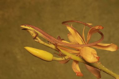 Uzun kuyruklu bir çayır kertenkelesi vahşi bir çiçekte avlanır. Bu uzun kuyruklu sürüngenin bilimsel adı Takydromus sexlineatus..