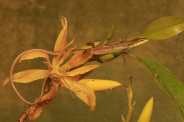 Uzun kuyruklu bir çayır kertenkelesi vahşi bir çiçekte avlanır. Bu uzun kuyruklu sürüngenin bilimsel adı Takydromus sexlineatus..
