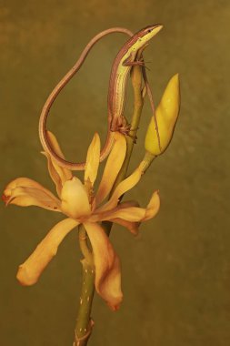 Uzun kuyruklu bir çayır kertenkelesi vahşi bir çiçekte avlanır. Bu uzun kuyruklu sürüngenin bilimsel adı Takydromus sexlineatus..