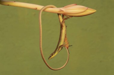 Uzun kuyruklu bir kertenkele, kır çiçeği tomurcuğu yiyen bir tırtılı avlamaya hazırdır. Bu sürüngenin bilimsel adı Takydromus sexlineatus..