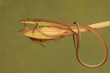 Uzun kuyruklu bir kertenkele, kır çiçeği tomurcuğu yiyen bir tırtılı avlamaya hazırdır. Bu sürüngenin bilimsel adı Takydromus sexlineatus..