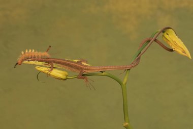 Uzun kuyruklu bir kertenkele, kır çiçeği tomurcuğu yiyen bir tırtılı avlamaya hazırdır. Bu sürüngenin bilimsel adı Takydromus sexlineatus..