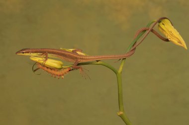 Uzun kuyruklu bir kertenkele, kır çiçeği tomurcuğu yiyen bir tırtılı avlamaya hazırdır. Bu sürüngenin bilimsel adı Takydromus sexlineatus..