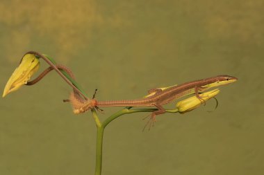 Uzun kuyruklu bir kertenkele, kır çiçeği tomurcuğu yiyen bir tırtılı avlamaya hazırdır. Bu sürüngenin bilimsel adı Takydromus sexlineatus..