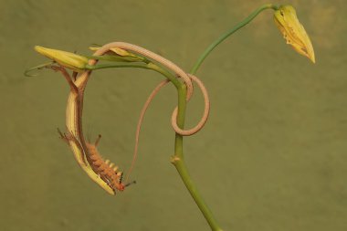 Uzun kuyruklu bir kertenkele, kır çiçeği tomurcuğu yiyen bir tırtılı avlamaya hazırdır. Bu sürüngenin bilimsel adı Takydromus sexlineatus..