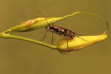 Bir kaplan böcek alevli zambak dalında avlanıyor. Bu böceğin bilimsel adı Cicindela aurulenta.