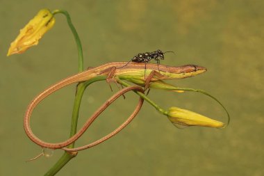 Bir kaplan böcek alevli zambak dalında avlanıyor. Bu böceğin bilimsel adı Cicindela aurulenta.