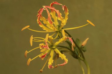 Nilüfer çiçeğinin güzelliği tam çiçeklendiğinde. Bu güzel çiçek açan epifit bitkisi, ateşin çıkıntılı dillerine benzer ve bilimsel adı Gloriosa superba 'dır..