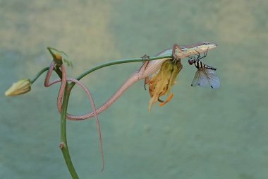 Uzun kuyruklu bir çim kertenkelesi, alevli zambak dalını avlamaya hazırdır. Bu sürüngenin bilimsel adı Takydromus sexlineatus..