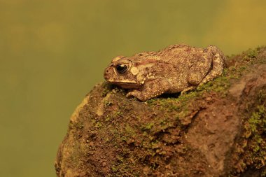 Asyalı siyah omurgalı bir kurbağa yosun tutmuş bir kayanın üzerinde avlanıyor. Bu amfibyumun bilimsel adı Bufo melanostictus.